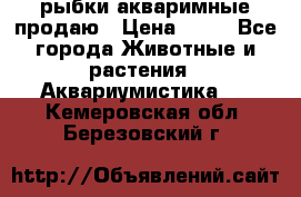 рыбки акваримные продаю › Цена ­ 30 - Все города Животные и растения » Аквариумистика   . Кемеровская обл.,Березовский г.